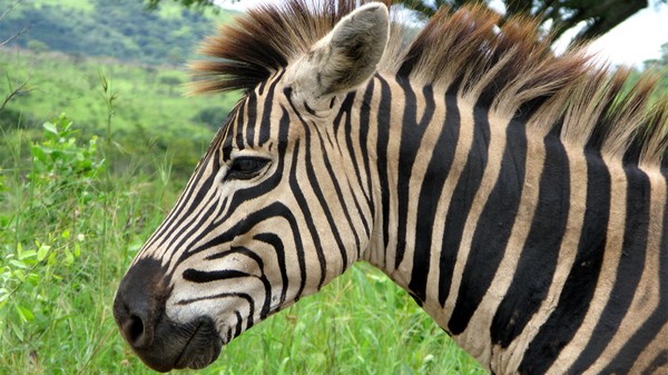 Zebra001