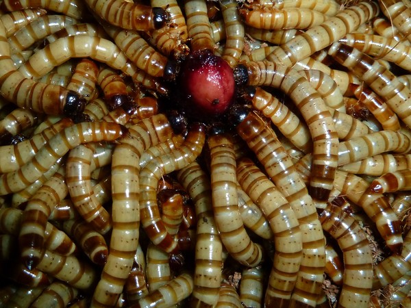 super juicy