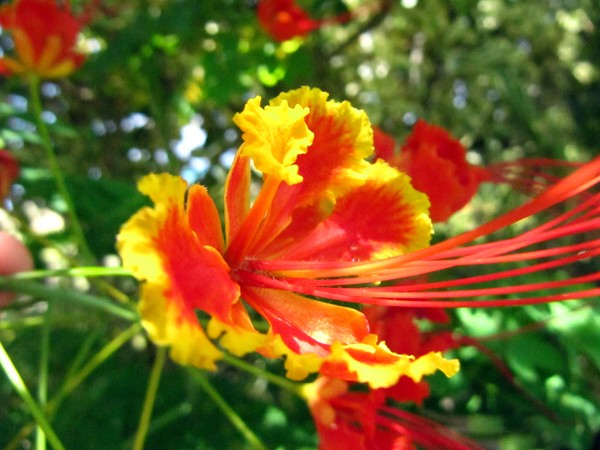 Orange Burst