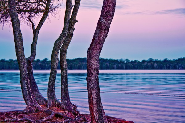Twilight Trees