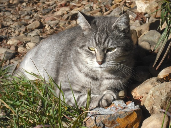 Cute Kitty