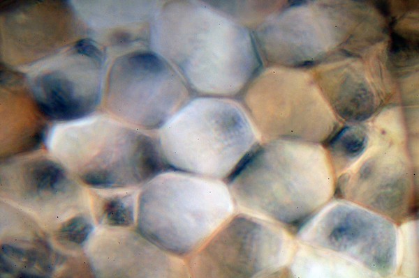 Plant Cells