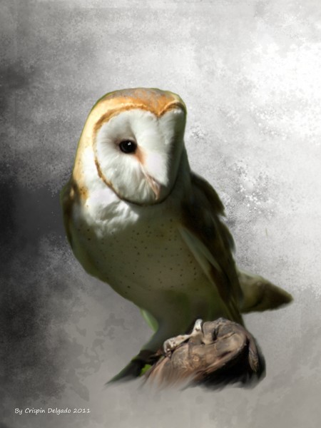 Barn Owl