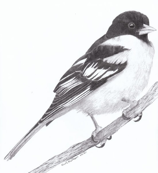 Baltimore Oriole