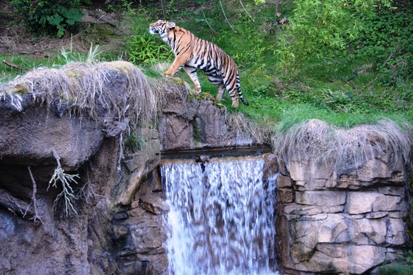I am Tiger
