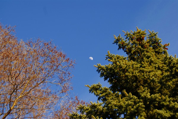 Blue Sky/Moon/Trees