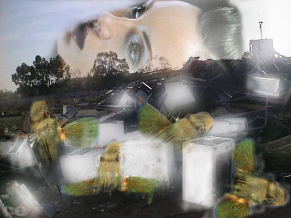 fishes in the garbage
