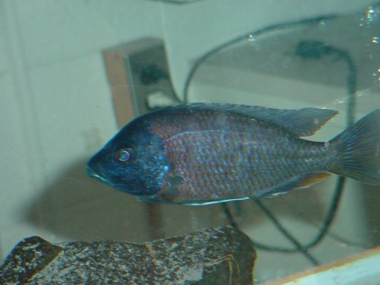 Cichlid Side Two