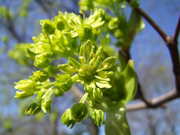 Welcome spring I