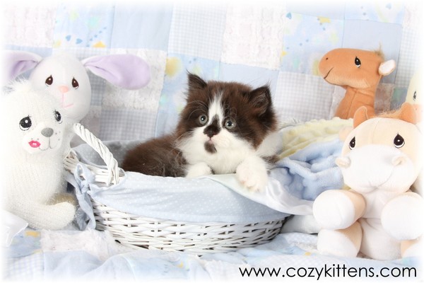 Cozy Kittens & Sue Johnson - www.cozykittens.com
