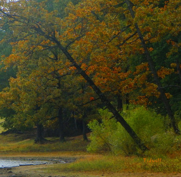 Leaning Trees 2011