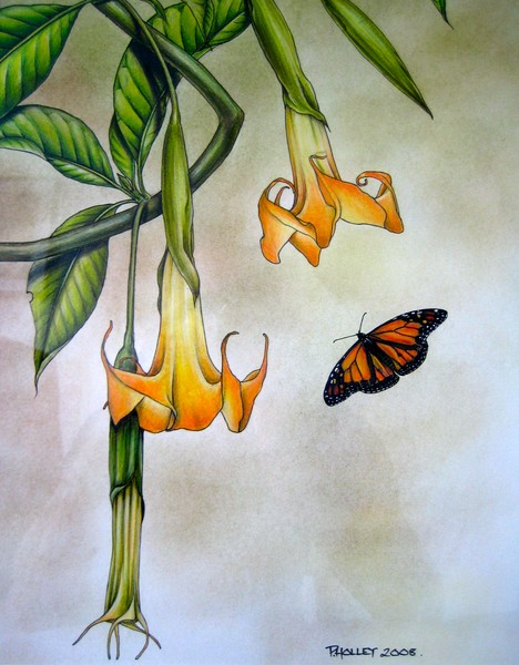 Brugmansia and Monarch