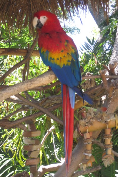 Colorful