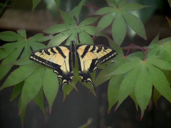 Tiger Swallowtail