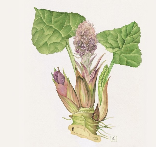 Butterbur