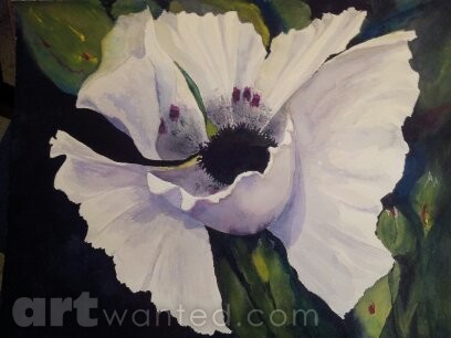 White Poppy -  NOT FOR SALE