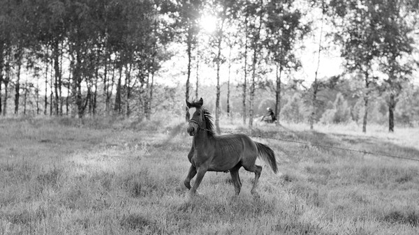 About the horse, the chain and the moped