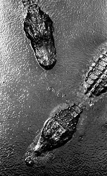 Gators in the Rain