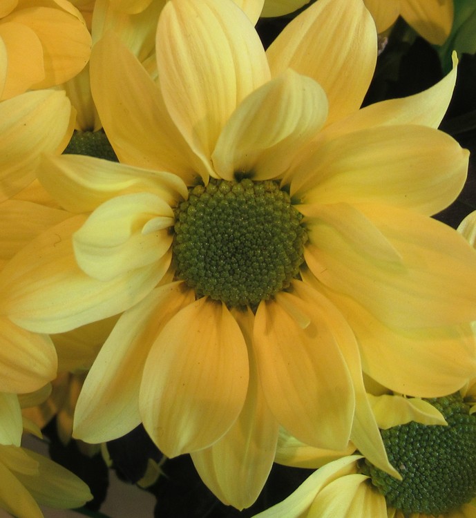 SOME SUN FOR YOU!