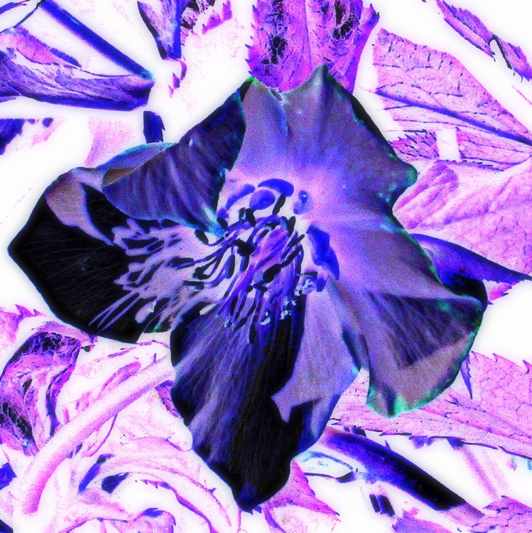 PLAYING WITH AN HELLEBORE