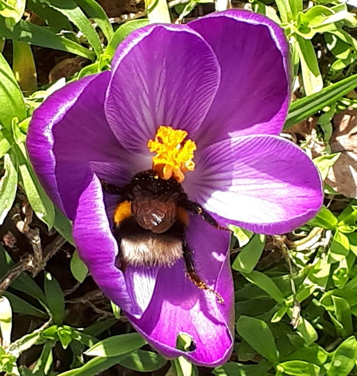 A BATH OF POLLEN