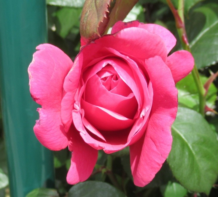 A ROSE FOR YOU ! HAPPY SUNDAY !