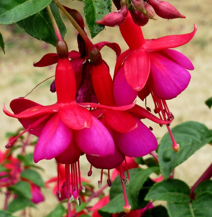 FUCHSIA