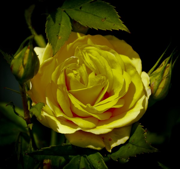 Yellow Rose 2