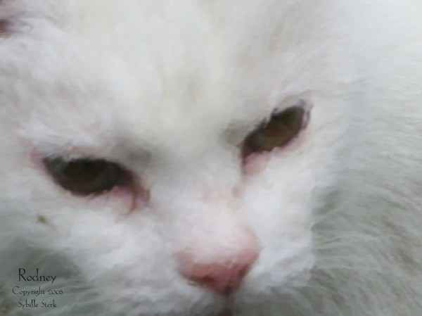 Rodney