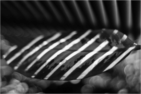 MUSIC OF LIGHT 03
