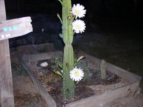 One of Midnights summer wonders.