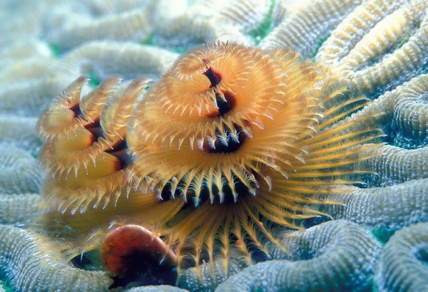 Christmas tree worm