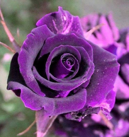 purple flower
