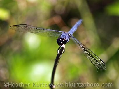 Blue Dragonfly