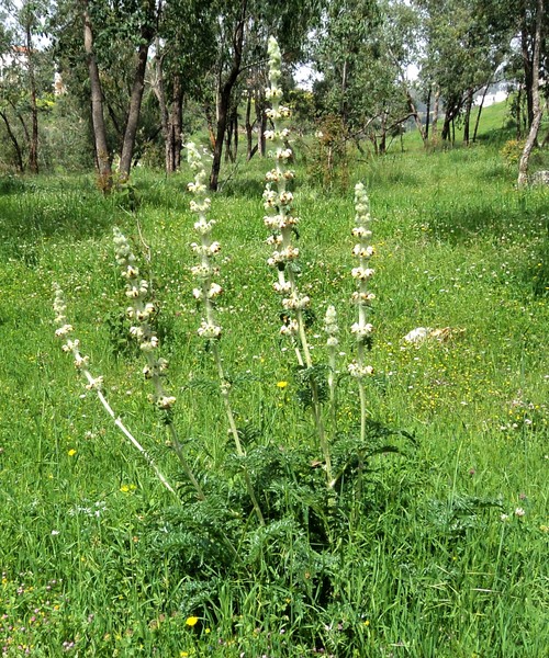--Flovers and stones of Galilee--