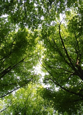 roof of leaves