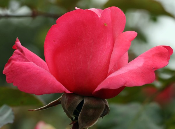 Rose 4