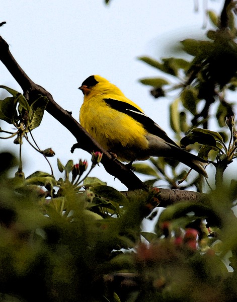 GoldFinch