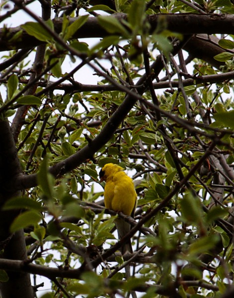 Another Goldfinch