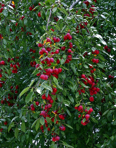 Crab Apple in Snow, ne438