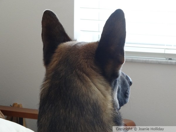 REBEL KEEPING A CHECK ON THINGS-PHOTO