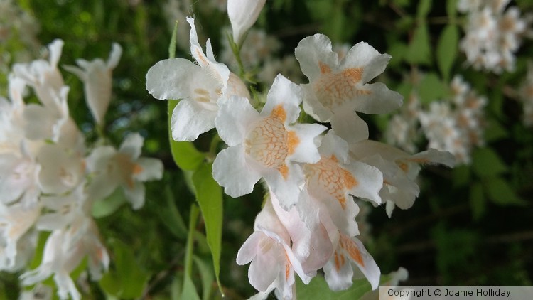 BEAUTY BUSH PHOTO