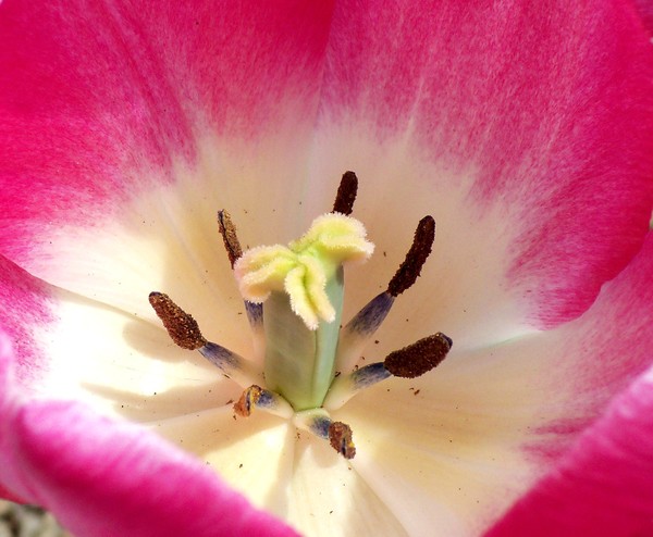tulip cup