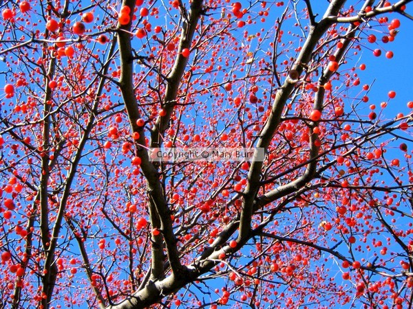 Bleeding Tree