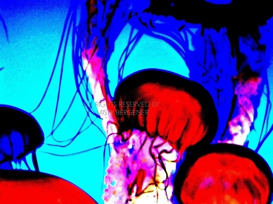 Jellies III