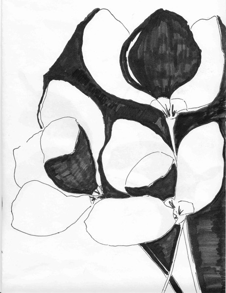 Magnolia
