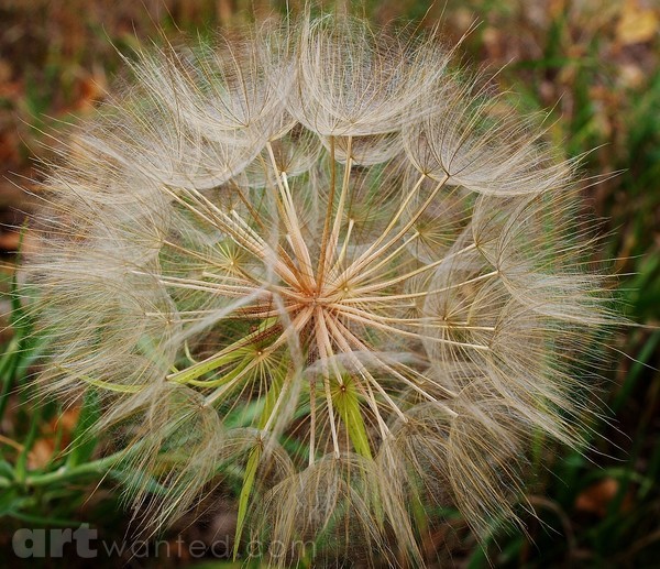 DELICATE 1