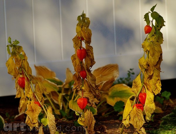 GARDEN PEPPERS ?