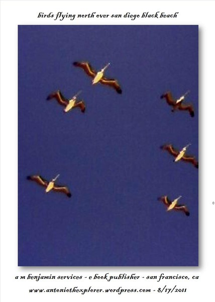 birds flying over la jolla black beach