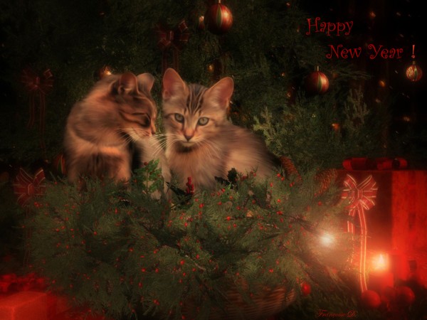 New Years Cats